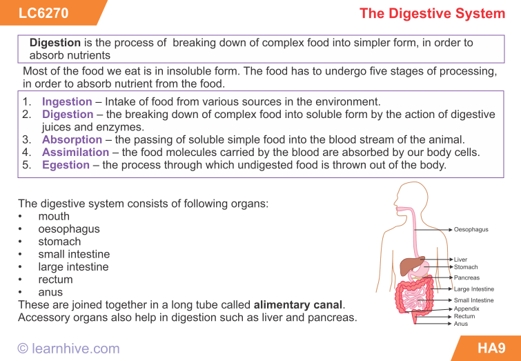 Absorption In a Sentence WORDS IN A SENTENCE Personal Accounting